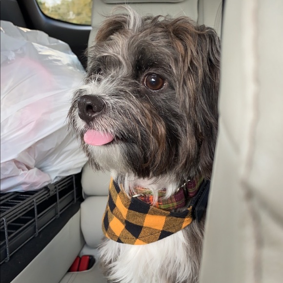 Meet your Posher, Carly - Picture 1 of 1